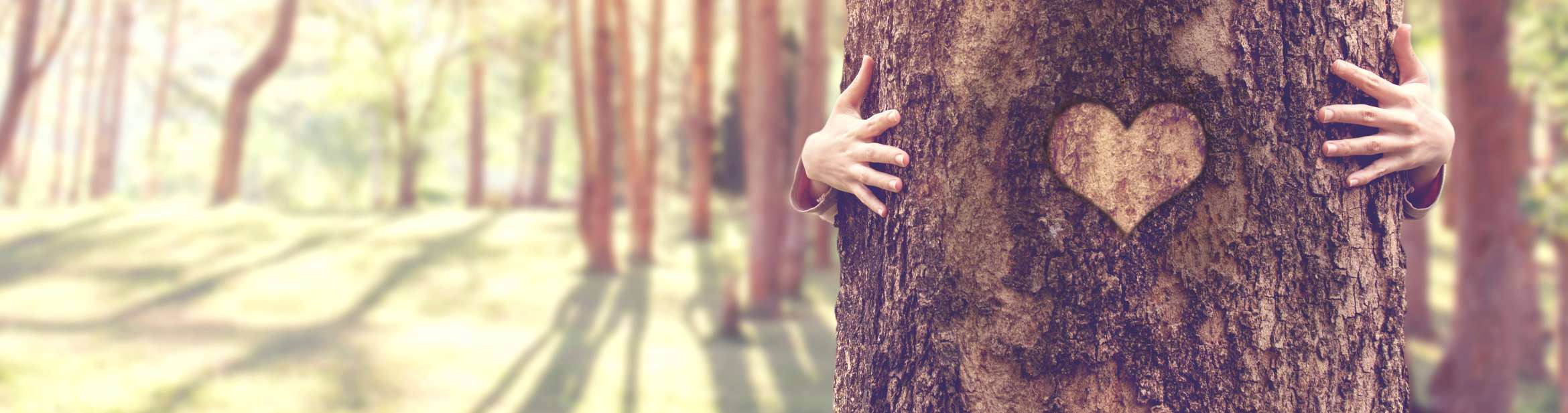 Closeup hands of woman hugging tree with heart shape, copy space. Foto: oatawa, stock Foto ID: 1097496500